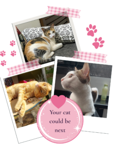 your cat could be next