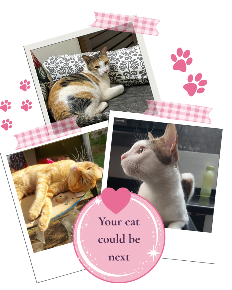 your cat could be next